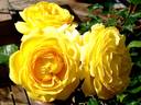 Inka rose photo