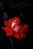 Grand Gala ® rose photo