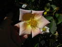 Irish Elegance rose photo