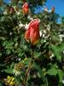 Irish Elegance rose photo