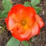 Confetti (floribunda, Christensen rose photo