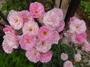 Nathalie Nijpels rose photo