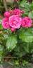 Gabrielle Privat rose photo