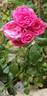 Gabrielle Privat rose photo
