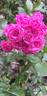 Gabrielle Privat rose photo