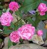 Gabrielle Privat rose photo