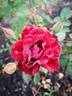 Black Ice rose photo