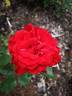 Black Ice rose photo