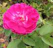 Monsieur Boncenne rose photo