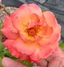 Bon Appétit rose photo