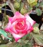 Nancy Mae rose photo