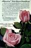 America rose photo