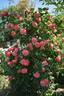 Dee Dee Bridgewater ® rose photo