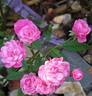 Gabrielle Privat rose photo
