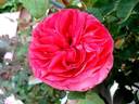 Cherry Lady rose photo