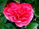 Cherry Lady rose photo