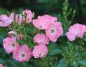 Pink Blanket rose photo