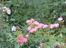 Pink Blanket rose photo