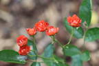Anicka rose photo