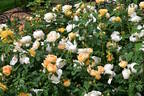 Comte de Champagne rose photo