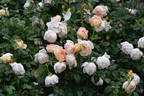 Comte de Champagne rose photo