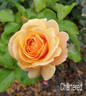 Chartered rose photo