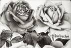 Florence Pemberton rose photo