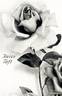 Helen Taft rose photo