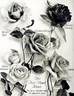 Helen Taft rose photo