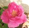 Remember™ rose photo