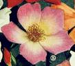 Irish Elegance rose photo