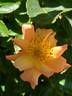 Aprikola rose photo