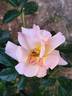 Aprikola rose photo