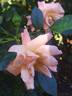 Aprikola rose photo