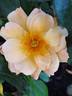 Aprikola rose photo