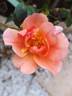 Aprikola rose photo