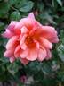 Aprikola rose photo