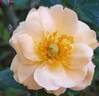 Aprikola rose photo