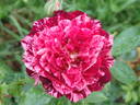 Belle D'Espinouse rose photo