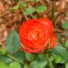 Confetti (floribunda, Christensen rose photo