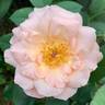 Pat Henry rose photo