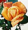 Beauté rose photo