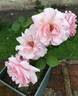 Rapture rose photo