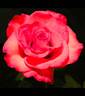 Julie Hearne rose photo