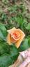Ffion rose photo