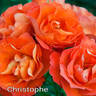 Christophe rose photo