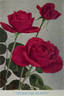 Thornless Beauty rose photo