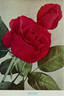Jewel rose photo