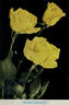 Sunnymount rose photo