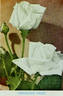 American Pride rose photo